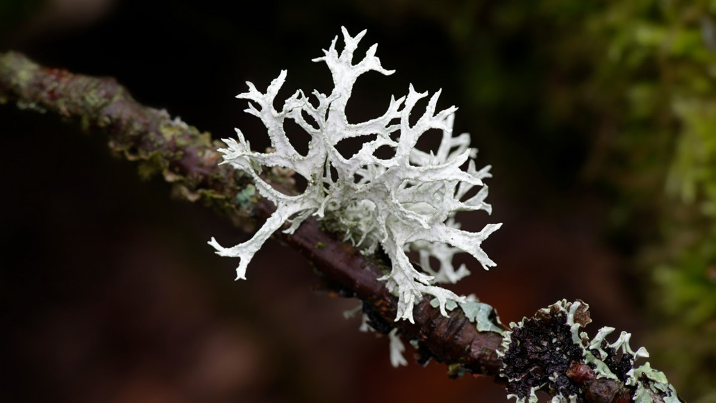 131955i103871-lichens-hm.jpg